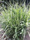 Miscanthus sin. - Ozdobnice nsk ZEBRINUS