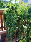 imink stromovit - Caragana arborescens PENDULA - kmen 120cm