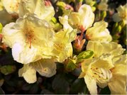 Rhododendron WREN - lut, C 1,5 l
