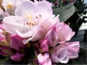 Rhododendron GOMER WATERER - svtle rov, C 4 l