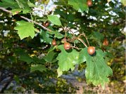 Jeb bek - Sorbus torminalis, balen