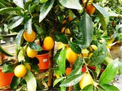 Mandarinka KUMQUAT v kvtini P18