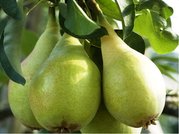 Hrue BOHEMICA podno hr. semen v kontejneru