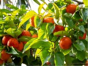 Tomel virinsk - Diosypros virginiana