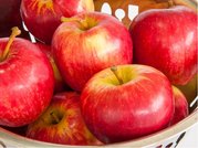Sloupovit jablo HONEYCRISP - podno MM106 v kontejneru