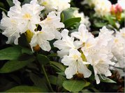 Rhododendron CUNNINGHAMS WHITE - bl, C 4 l