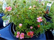 Mochna kovit - Potentilla frut. BELLISIMA - rov, C 2 l