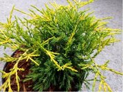 Jalovec prostedn - Juniperus media GOLD COAST