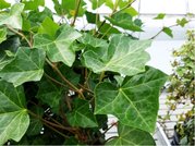 Bean irsk - Hedera hibernica, C 1,5 l