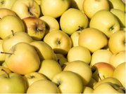 Jablo GOLDEN DELICIOUS - podno M7 v kontejneru