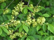 Jilm horsk - Ulmus glabra