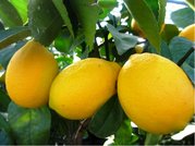 Citronk MEYER - zkovan