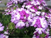 Verbena velkokvt sel Lascar Bebop Lavender 22 - fialovobl