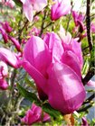 Magnolie - Magnolia liliiflora NIGRA - rovobl, C 3 l