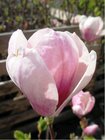 Magnolie soulangeana - růžová