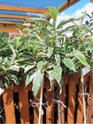 Katanovnk jedl VARIEGATA - kmen 120 cm
