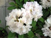 Rhododendron CUNNINGHAMS WHITE - bl