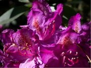 Rhododendron POLARNACHT - purpurov