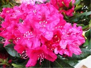 Rhododendron NOVA ZEMBLA - syt rov