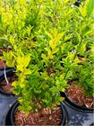 Pta zob - Ligustrum ovalifolium AUREUM, C 2 l