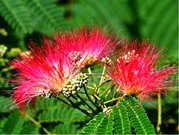 Albzie - Albizia Julibrissin - rov