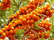 Rakytn�k �e�etl�kov� samice Rosinka K25x25cm