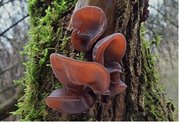 Ucho jidovo - Auricularia auricula - judae - kolkov sadba