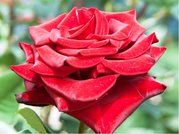 Růže GRAND PRIX - velkokvětá, tmavě červená