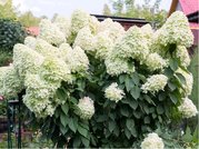 Hortenzie latnat - Hydrangea paniculata POLAR BEAR - bl, C 3 l