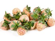 Jahodnk bl ANANAS - 1 sazenice v kontejneru