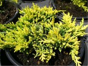 Jalovec polhav - Juniperus hor. GOLDEN CARPET