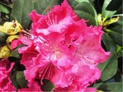 Rhododendron GERMANIA - syt rov, C 4 l