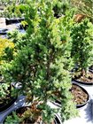 Jalovec upinat - Juniperus squamata BLUE COMPACT