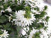 Vjovka - Scaevola - sel Farol White13 - bl