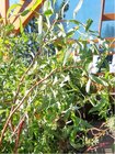 Vrba kroucen - Salix erythroflexuosa, C 3 l