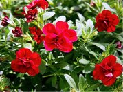 Million Bells selMiniFamous Uno Double Red 24 - erven, plnokvt