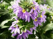 Vjovka - Scaevola - sel Farol Blue13 - modr