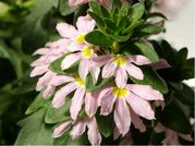 Vjovka - Scaevola - sel Farol Pink22 - rov