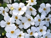 Bakopa velkokvt sel Falls White - bl