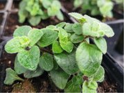 Oregano HOT AND SPICY