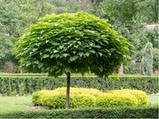 Katalpa trubaovit - Catalpa bignonioides NANA - kmen 150 cm