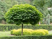 Katalpa trubaovit - Catalpa bignonioides NANA - kmen 90 cm