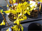 Zlatice - Forsythia intermedia GOLDRAUSCH, C 1 l