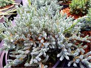 Jalovec upinat - Juniperus squamata TROPICAL BLUE, C 2 l