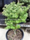 Jedle korejsk - Abies koreana FLIEGENDE UNTERTASSE, C 5 l