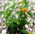 Zkula japonsk - Kerria japonica, C 1 l