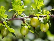 Angret CRISPA GREENLING - keov, zelen