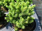 Smrk siv - Picea glauca ALBERTA GLOBE, C 2 l