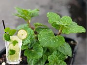 Mta MOJITO