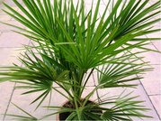 umara nzk - Chamaerops humilis, P18